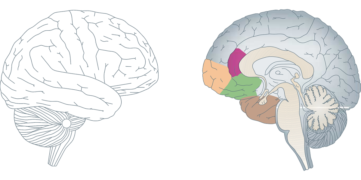 creier-epilepsia-epiexpert